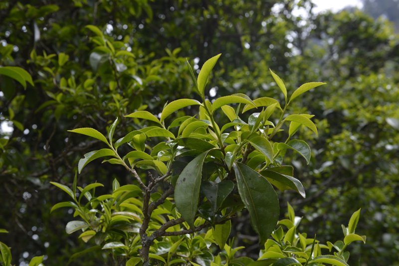 古树茶：天然的绿色宝藏